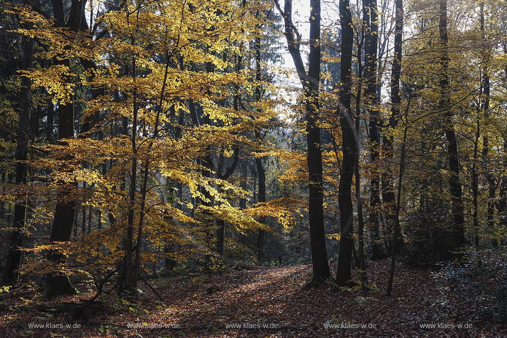 Wermelskirchen-Pohlhausen, Rundwanderweg Hohe Mark; Wermelskirchen-Pohlhausen, circular route  Hohe Mark.