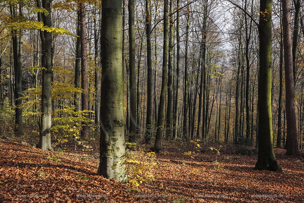 Wermelskirchen-Pohlhausen, Rundwanderweg Hohe Mark; Wermelskirchen-Pohlhausen, circular route  Hohe Mark.