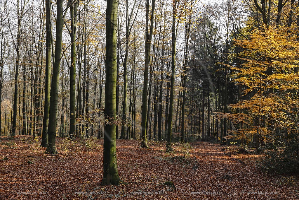 Wermelskirchen-Pohlhausen, Rundwanderweg Hohe Mark; Wermelskirchen-Pohlhausen, circular route  Hohe Mark.