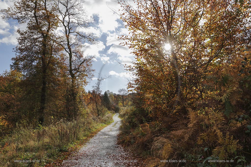 Wermelskirchen, Rundwanderweg "Hohe Mark" im Herbst; Wermelskirchen, Circular route "Hohe Mark" in autumn.