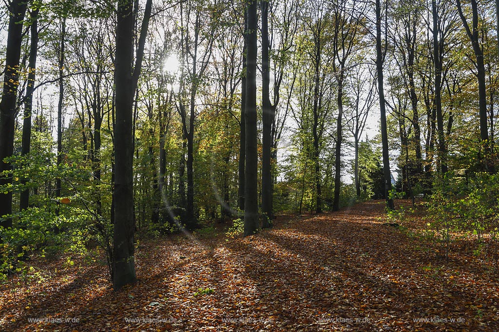 Wermelskirchen, Rundwanderweg "Hohe Mark" mit Herbstwald; Wermelskirchen, Circular route "Hohe Mark" with autumnal forest.