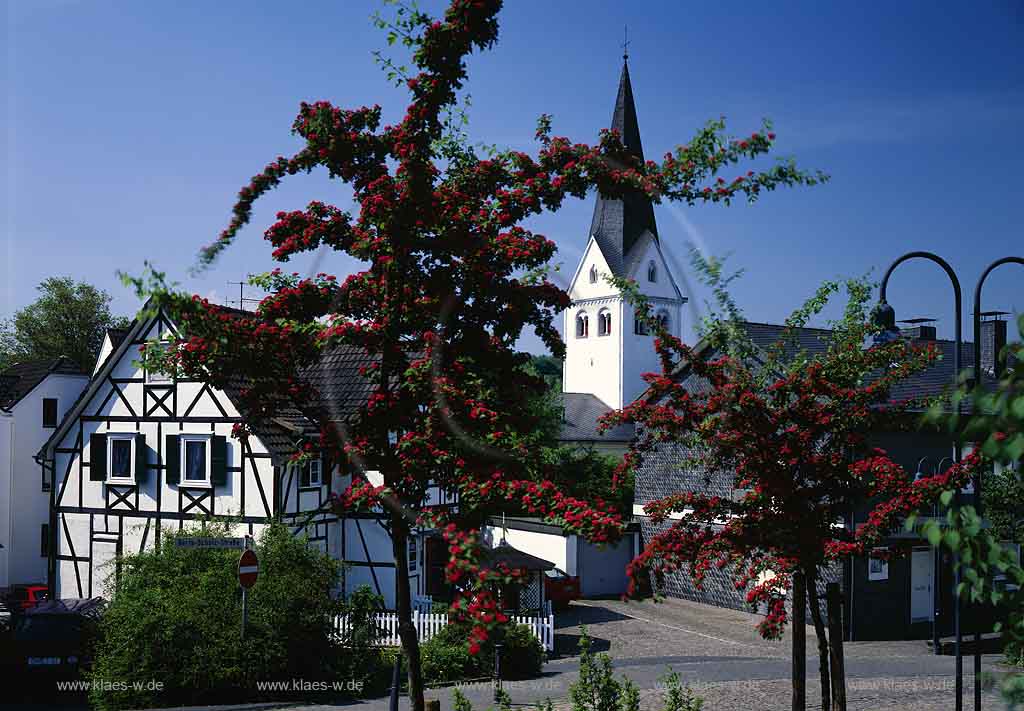 Wiehl, Oberbergischer Kreis, Bergisches Land, Regierungsbezirk Kln, Blick auf Pfarrkirche und Ort mit Rotdornblhte, Rotdornbluehte