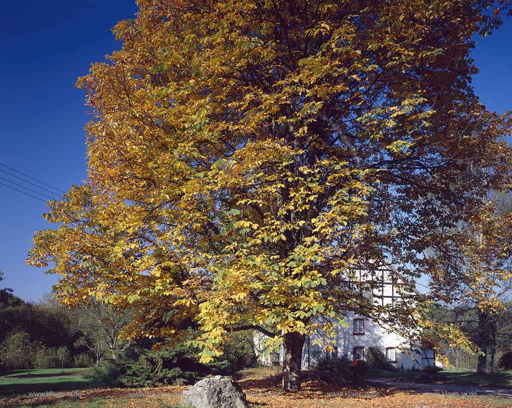 Pfaffenberg, Wiehl, Oberbergischer Kreis, Bergisches Land, Regierungsbezirk Kln, Blick auf Huebener, Hbener Haus, Fachwerkhaus in Herbstlandschaft