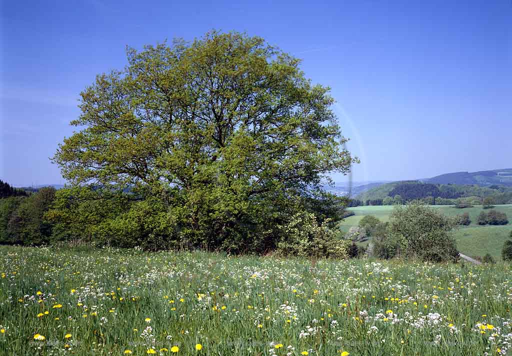 Marienhagen, Wiehl, Oberbergischer Kreis, Bergisches Land, Regierungsbezirk Kln, Blick auf Frhsommerlandschaft, Fruehsommerlandschaft, Landschaft