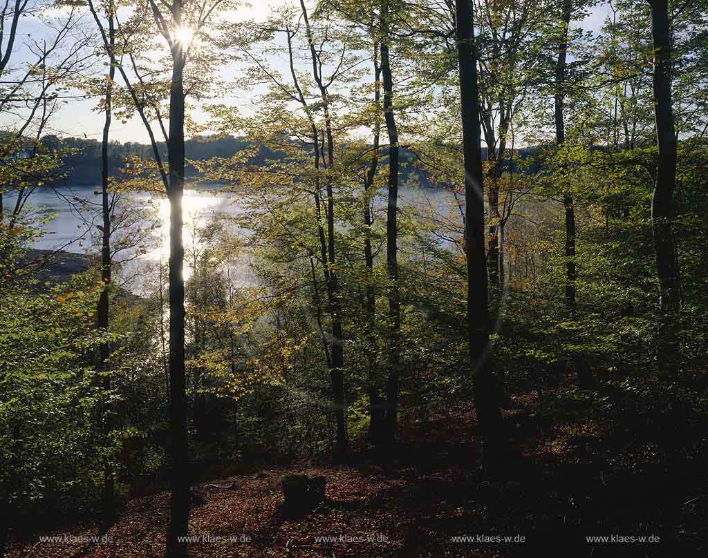 Wiehltalsperre, Reichshof, Gummersbach, Oberbergischer Kreis, Bergisches Land, Blick durch Herbstwald auf Talsperre  