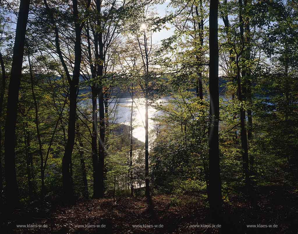 Wiehltalsperre, Reichshof, Gummersbach, Oberbergischer Kreis, Bergisches Land, Blick durch Herbstwald auf Talsperre  