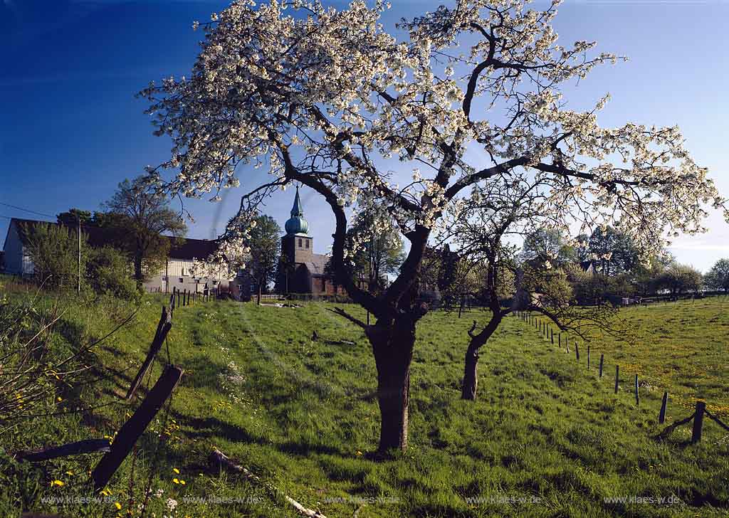 Egen, Wipperfrth, Wipperfuerth, Oberbergischer Kreis, Bergisches Land, Regierungsbezirk Kln, Blick durch Frhlingslandschaft, Fruehlingslandschaft mit Blte, Bluete zur Kirche  