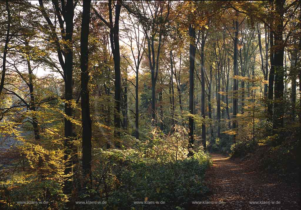 Wipperfrth, Wipperfuerth, Oberbergischer Kreis, Bergisches Land, Regierungsbezirk Kln, Blick auf Herbstwald an der Neyetalsperre  