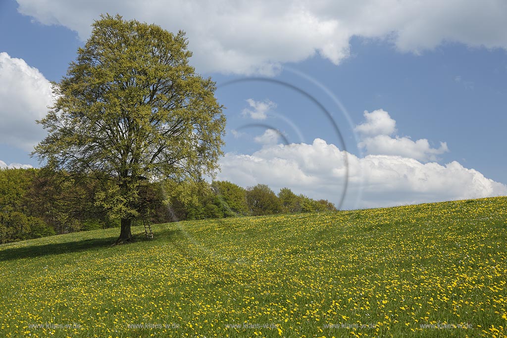 Wipperfuerth Hueffen, Fruehlingslandschaft mit Loewenzahn Wiese und Hainbuche; Wipperfuerth Hueffen, sprintime landscape.