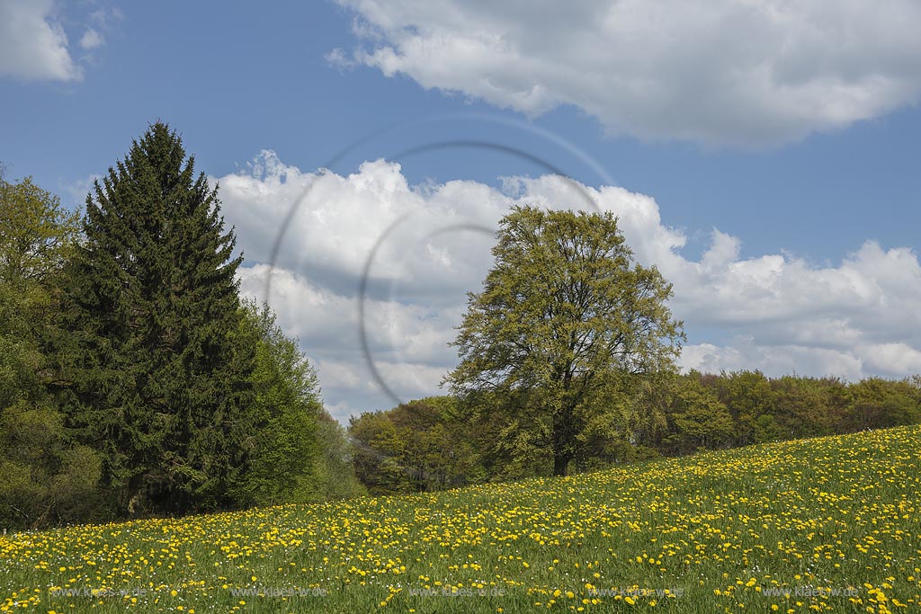 Wipperfuerth Hueffen, Fruehlingslandschaft mit Loewenzahn Wiese, Hainbuche und Fichte; Wipperfuerth Hueffen, springtime landscape.