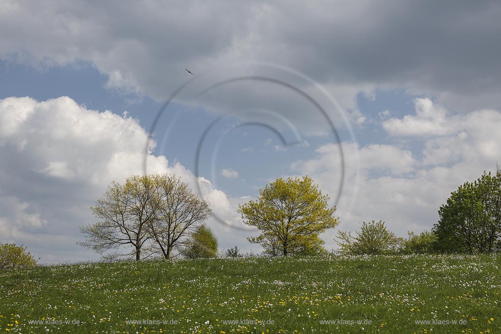 Wipperfuerth Hueffen,  Fruehlingslandschaft mit Wiesen und Baeumen ; Wipperfuerth Hueffen view onto a landscape with trees and greenfields