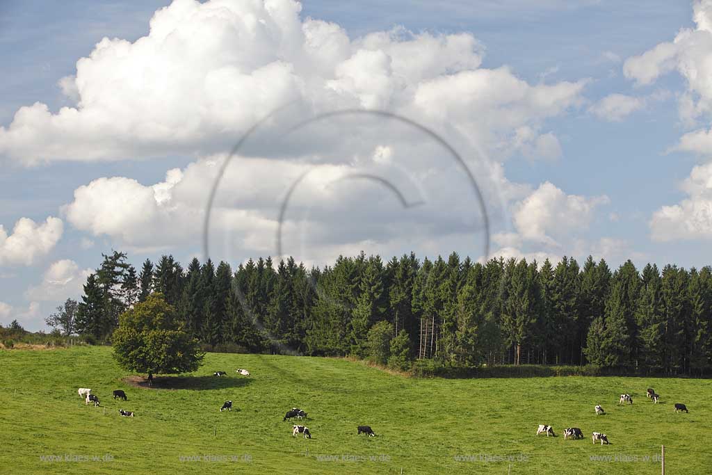 Wipperfuert Muellensiepen, Wiedelandschaft mit weidenden Kuehen, Kuhherde schwarzbunte auf Weide, Kumulus Wolken; Wipperfuerth Muellensiepen, grassland landscape with cows, blackwhite, cumulus clouds