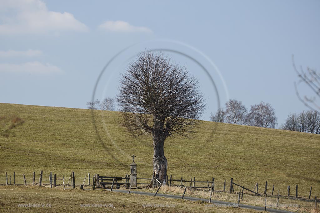 Wipperfuerth Wipperfeld, Flurkreuz auf einer Weide vor einzeln stehendem Solitaerbaum im Fruehling; Wipperfuerth Wipperfeld, wayside cross on on  range land in front of a detached tree in springtime.