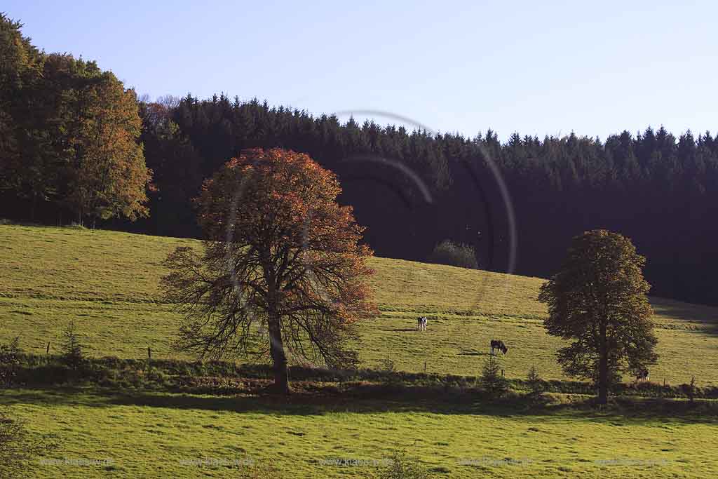 Wipperfeld, Mittelschwarzen, Wipperfuerth, Wipperfrth, Oberbergischer Kreis, Bergisches Land, Regierungsbezirk Kln, Blick auf Herbstlandschaft mit Khen, Kuehen