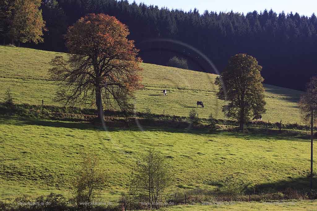 Wipperfeld, Mittelschwarzen, Wipperfuerth, Wipperfrth, Oberbergischer Kreis, Bergisches Land, Regierungsbezirk Kln, Blick auf Herbstlandschaft mit Khen, Kuehen