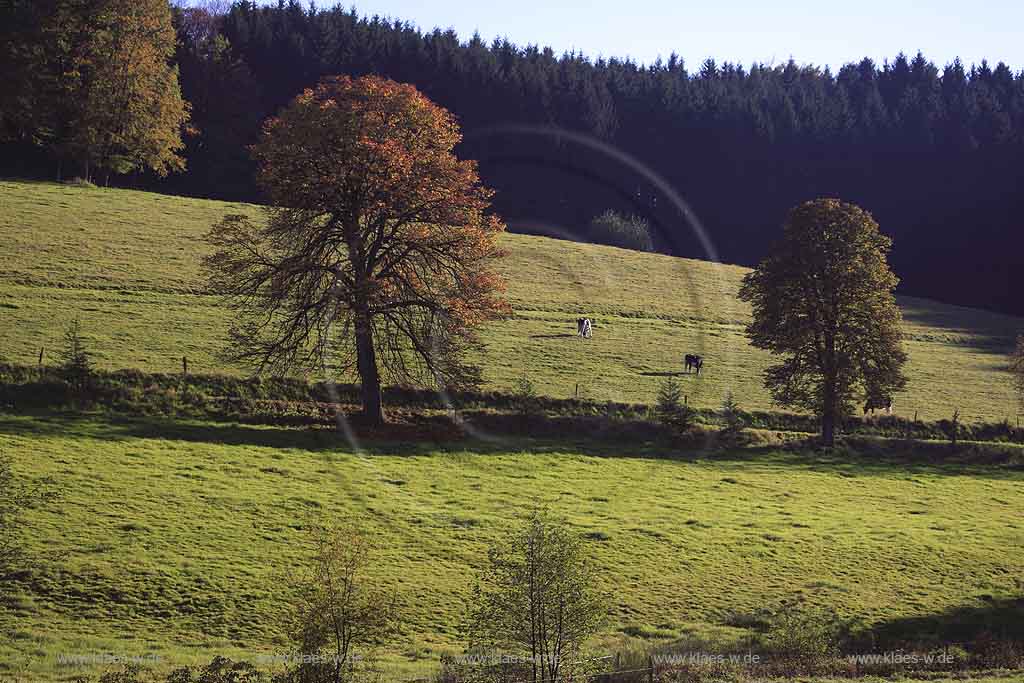 Wipperfeld, Mittelschwarzen, Wipperfuerth, Wipperfrth, Oberbergischer Kreis, Bergisches Land, Regierungsbezirk Kln, Blick auf Herbstlandschaft mit Khen, Kuehen