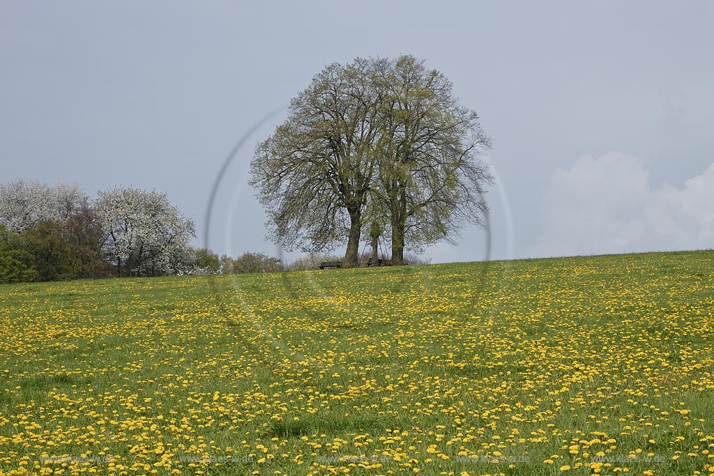 Wuelfrath-Duessel von alten Linden flankertes Flurkreuz, Prozessionskreuz aus dem Jahre 1762 af dem Huegel des alten Prozessionsweges in Fruehlingslandschaft mit Loewenzahn; Wuelfrath-Duessel, landscape with procession kruzifix between old lime trees in springtime with dandelion in flower  