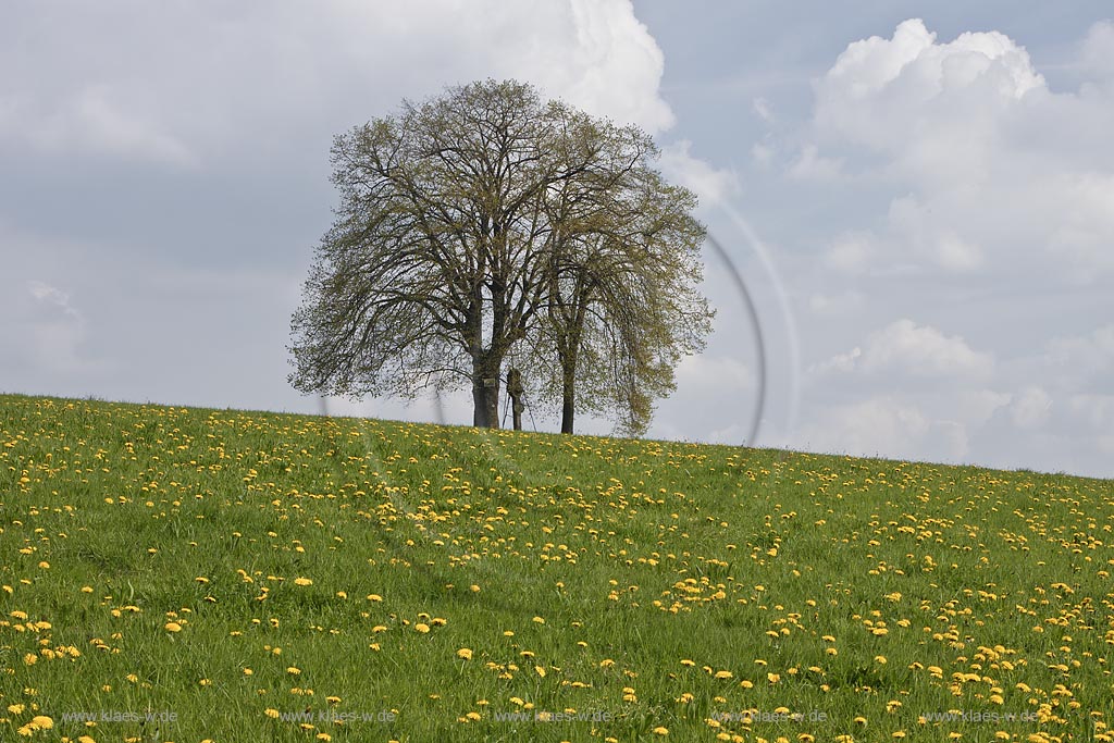 Wuelfrath-Duessel von alten Linden flankertes Flurkreuz, Prozessionskreuz aus dem Jahre 1762 af dem Huegel des alten Prozessionsweges in Fruehlingslandschaft mit Loewenzahn; Wuelfrath-Duessel, landscape with procession kruzifix between old lime trees in springtime with dandelion in flower  