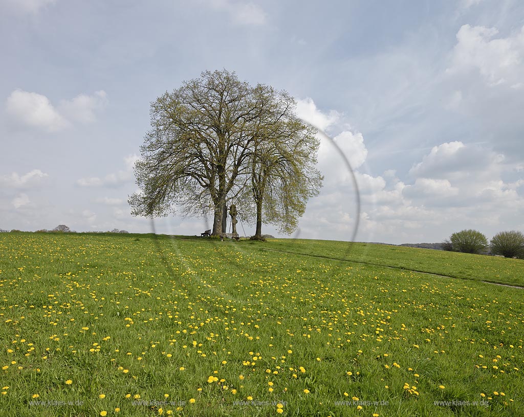 Wuelfrath-Duessel von alten Linden flankertes Flurkreuz, Prozessionskreuz aus dem Jahre 1762 af dem Huegel des alten Prozessionsweges in Fruehlingslandschaft mit Loewenzahn; Wuelfrath-Duessel, landscape with procession kruzifix between old lime trees in springtime with dandelion in flower  