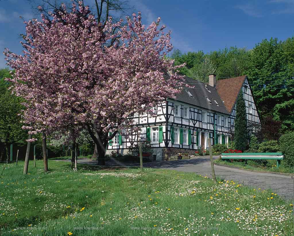 Barmen, Wuppertal, Markland, Regierungsbezirk Dsseldorf, Duesseldorf, Blick auf Fachwerkhaus in Frhlingslandschaft, Fruehlingslandschaft mit Blte, Bluete