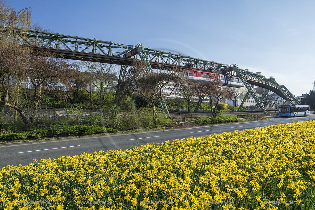 Wuppdertal-Barmen, Blick zu Schwebebahn mit Bundesstrasse B7 Hoehne und bepflanztem Gruenstreifen mit Gelber Narzisse; Wuppertal-Barmen, view onto the elevated railway.