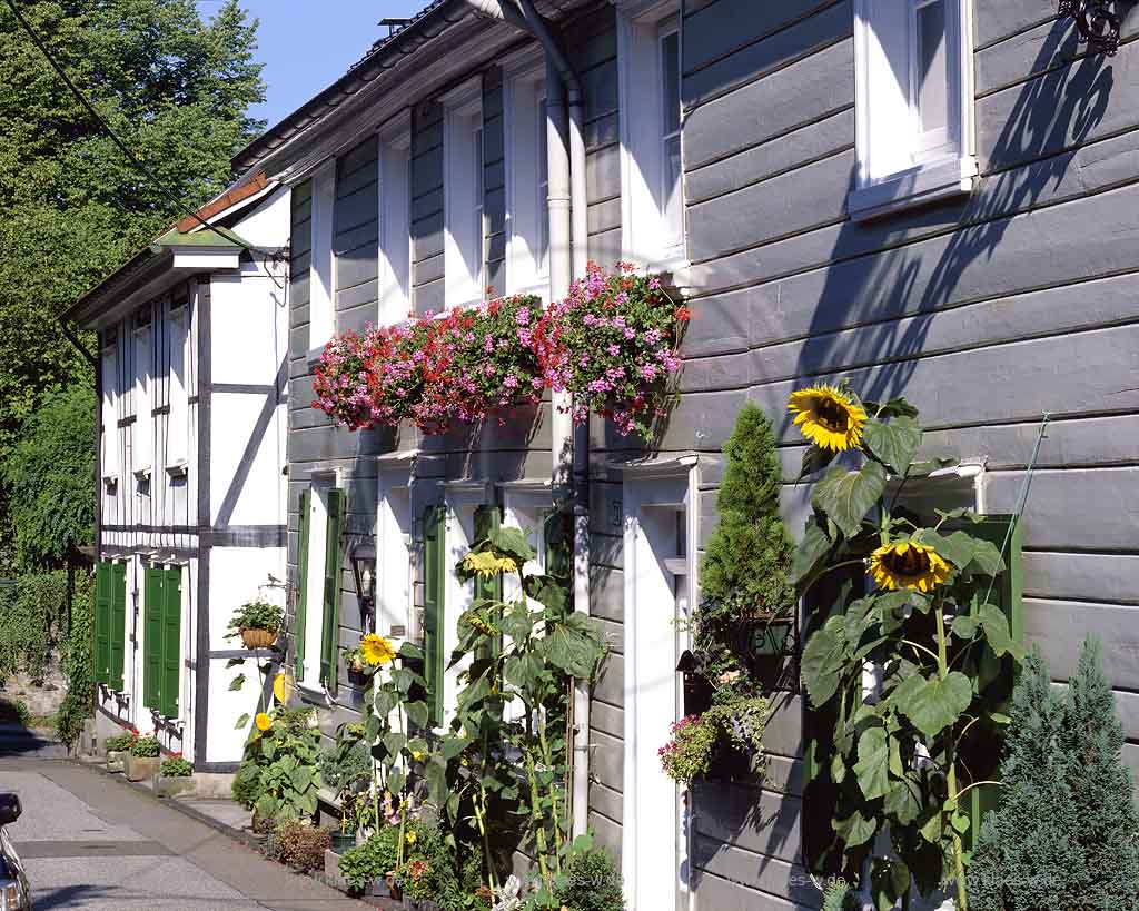 Cronenberg, Wuppertal, Regierungsbezirk Dsseldorf, Duesseldorf, Blick auf Gebaeude, Gebude an der Huette, Htte mit Sonnenblumen und Blumenkaesten, Blumenksten