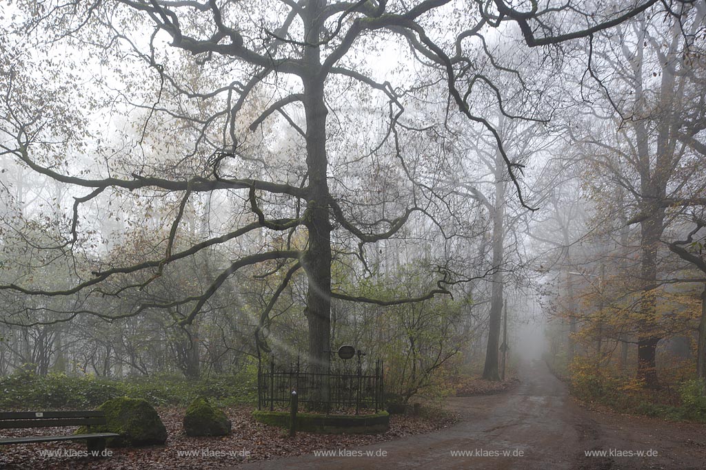 Wuppertal Cronenberg, Ortsteil Kuellenhahn, die Kaisereiche im Nebel. Gedenkbaum im Staatsforst Burgholz der am 14. Juni 1871 von Primanern des Elberfelder Gymnasiums zum Gedenken an die Gruendung des Deutschen Reiches und des Deutsch-Franzoesischen Krieges gepflanzt wurde. Gusseiserne Einfassung mit Inschrift auf der steht: "Zum Gedenken an die Reichsgruendung am 18. Jan. 1871 gepflanzt von den Primanern des Elberfelder Gymnasiums am 14. Juni 1871"; Wuppertal Cronenberg-Kuellenhahn, oak tree Kaisereiche in the fog.