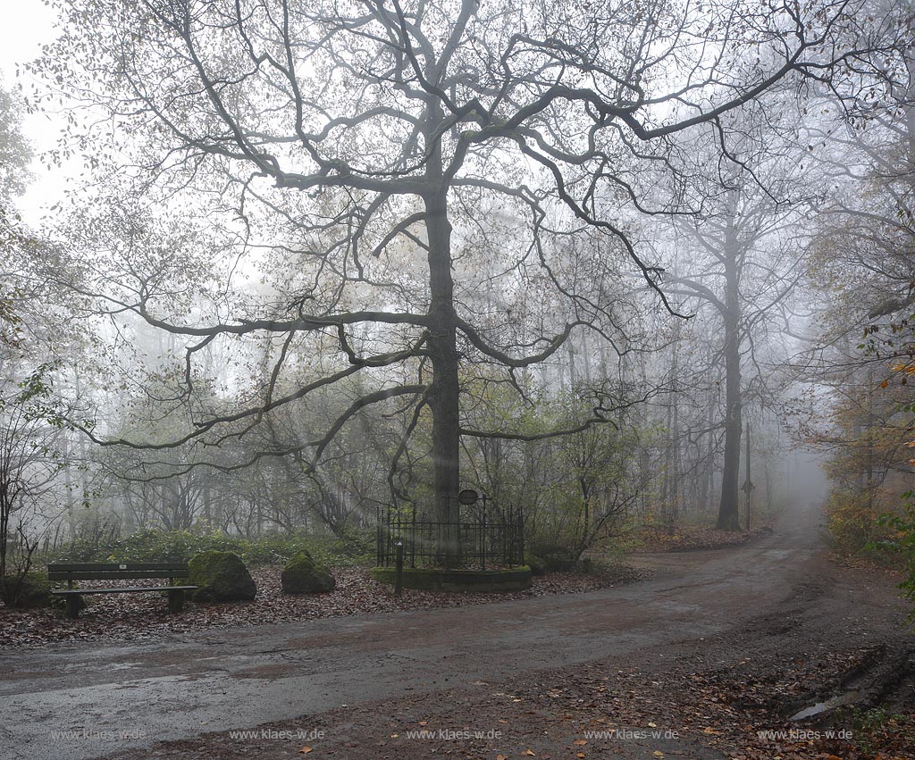 Wuppertal Cronenberg, Ortsteil Kuellenhahn, die Kaisereiche im Nebel. Gedenkbaum im Staatsforst Burgholz der am 14. Juni 1871 von Primanern des Elberfelder Gymnasiums zum Gedenken an die Gruendung des Deutschen Reiches und des Deutsch-Franzoesischen Krieges gepflanzt wurde. Gusseiserne Einfassung mit Inschrift auf der steht: "Zum Gedenken an die Reichsgruendung am 18. Jan. 1871 gepflanzt von den Primanern des Elberfelder Gymnasiums am 14. Juni 1871"; Wuppertal Cronenberg-Kuellenhahn, oak tree Kaisereiche in the fog.