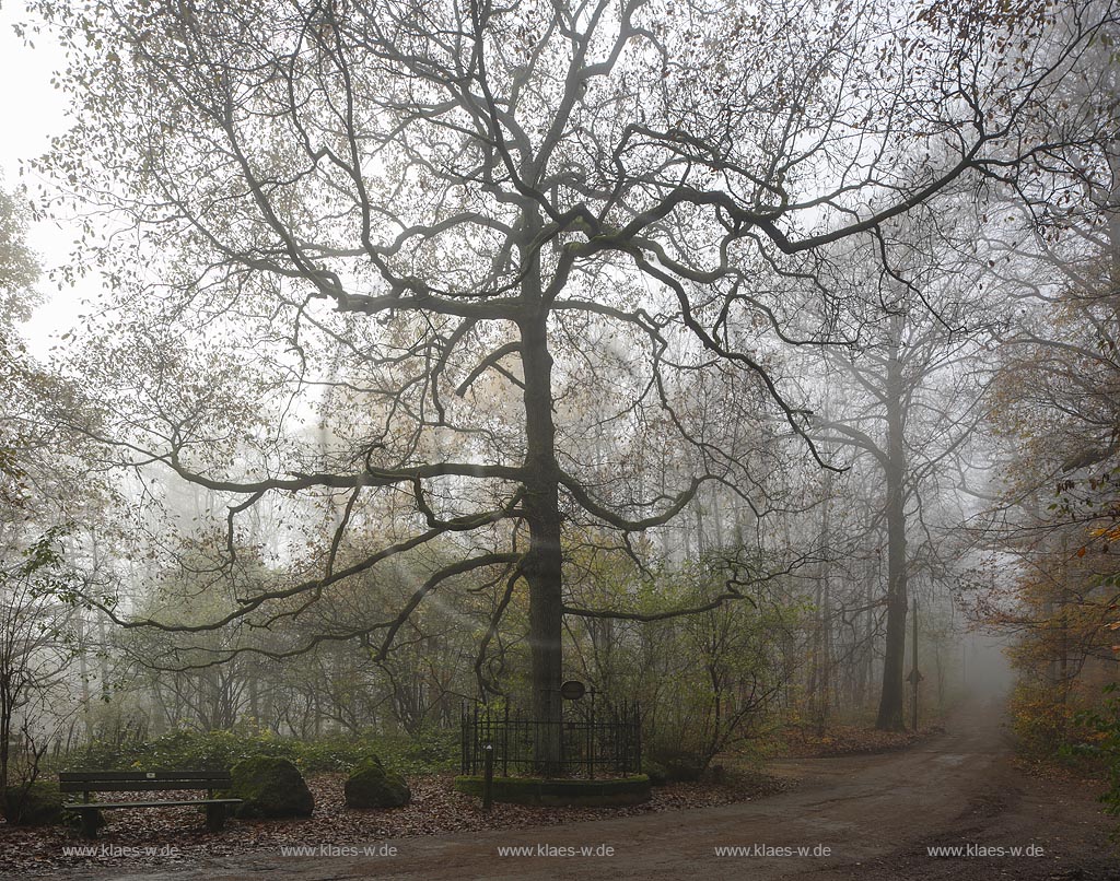 Wuppertal Cronenberg, Ortsteil Kuellenhahn, die Kaisereiche im Nebel. Gedenkbaum im Staatsforst Burgholz der am 14. Juni 1871 von Primanern des Elberfelder Gymnasiums zum Gedenken an die Gruendung des Deutschen Reiches und des Deutsch-Franzoesischen Krieges gepflanzt wurde. Gusseiserne Einfassung mit Inschrift auf der steht: "Zum Gedenken an die Reichsgruendung am 18. Jan. 1871 gepflanzt von den Primanern des Elberfelder Gymnasiums am 14. Juni 1871"; Wuppertal Cronenberg-Kuellenhahn, oak tree Kaisereiche in the fog.