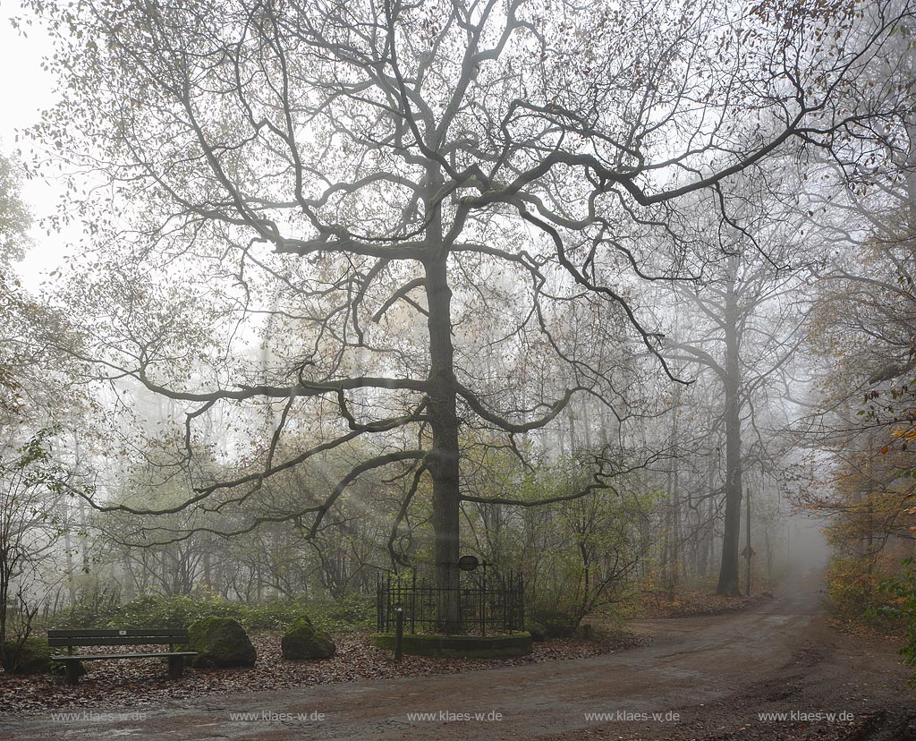 Wuppertal Cronenberg, Ortsteil Kuellenhahn, die Kaisereiche im Nebel. Gedenkbaum im Staatsforst Burgholz der am 14. Juni 1871 von Primanern des Elberfelder Gymnasiums zum Gedenken an die Gruendung des Deutschen Reiches und des Deutsch-Franzoesischen Krieges gepflanzt wurde. Gusseiserne Einfassung mit Inschrift auf der steht: "Zum Gedenken an die Reichsgruendung am 18. Jan. 1871 gepflanzt von den Primanern des Elberfelder Gymnasiums am 14. Juni 1871"; Wuppertal Cronenberg-Kuellenhahn, oak tree Kaisereiche in the fog.