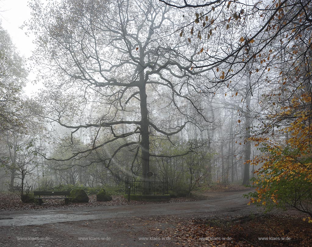 Wuppertal Cronenberg, Ortsteil Kuellenhahn, die Kaisereiche im Nebel. Gedenkbaum im Staatsforst Burgholz der am 14. Juni 1871 von Primanern des Elberfelder Gymnasiums zum Gedenken an die Gruendung des Deutschen Reiches und des Deutsch-Franzoesischen Krieges gepflanzt wurde. Gusseiserne Einfassung mit Inschrift auf der steht: "Zum Gedenken an die Reichsgruendung am 18. Jan. 1871 gepflanzt von den Primanern des Elberfelder Gymnasiums am 14. Juni 1871"; Wuppertal Cronenberg-Kuellenhahn, oak tree Kaisereiche in the fog.