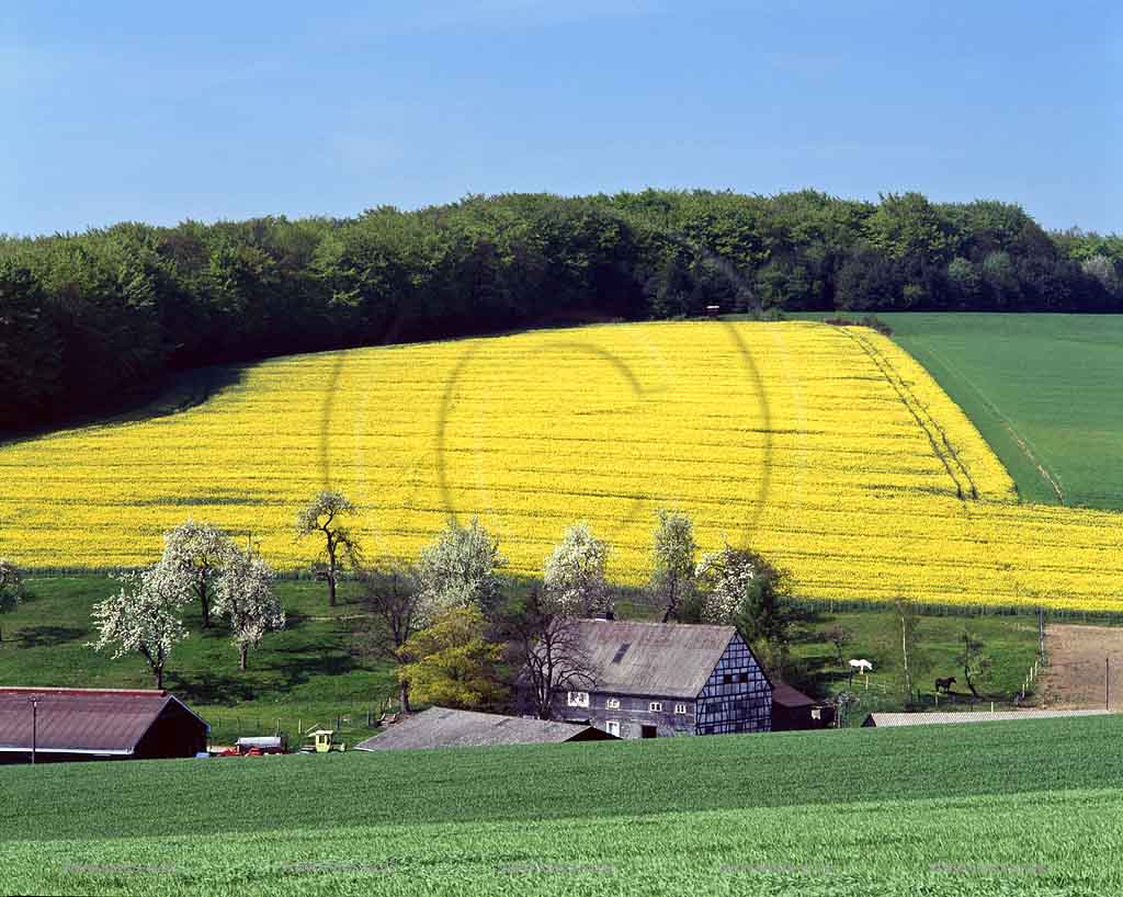 Dnberg, Doenberg, Wuppertal, Regierungsbezirk Dsseldorf, Duesseldorf, Blick auf Hofschaft Obensiebeneick mit Rapsfeld im Frhling, Fruehling