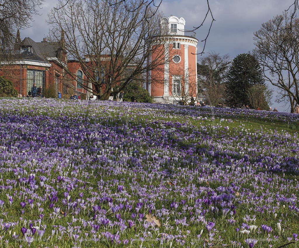 Wuppertal Elberfeld, Hardt-Anlagen, Botanischer Garten, Blick ueber Rasenflaeche mit bluehenden Krokussen mit Elisenturm und Villa Eller; Wuppertal Elberfeld, botanical garden, view  with crocuses in flower, look out Elisenturm and villa Eller.