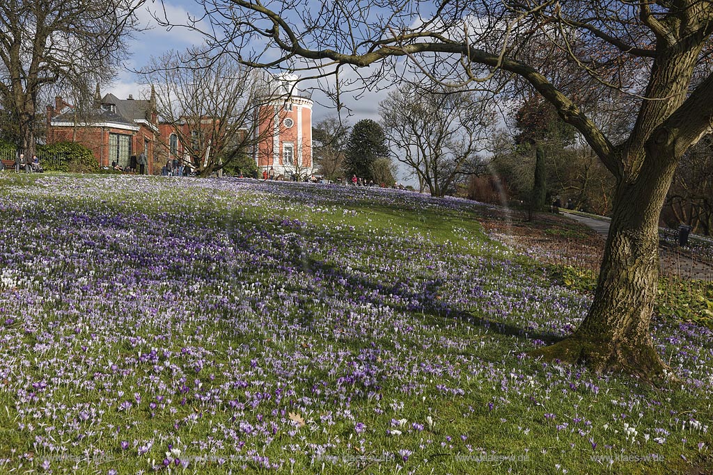 Wuppertal Elberfeld, Hardt-Anlagen, Botanischer Garten, Blick ueber Rasenflaeche mit bluehenden Krokussen mit Elisenturm und Villa Eller; Wuppertal Elberfeld, botanical garden, view  with crocuses in flower, look out Elisenturm and villa Eller.