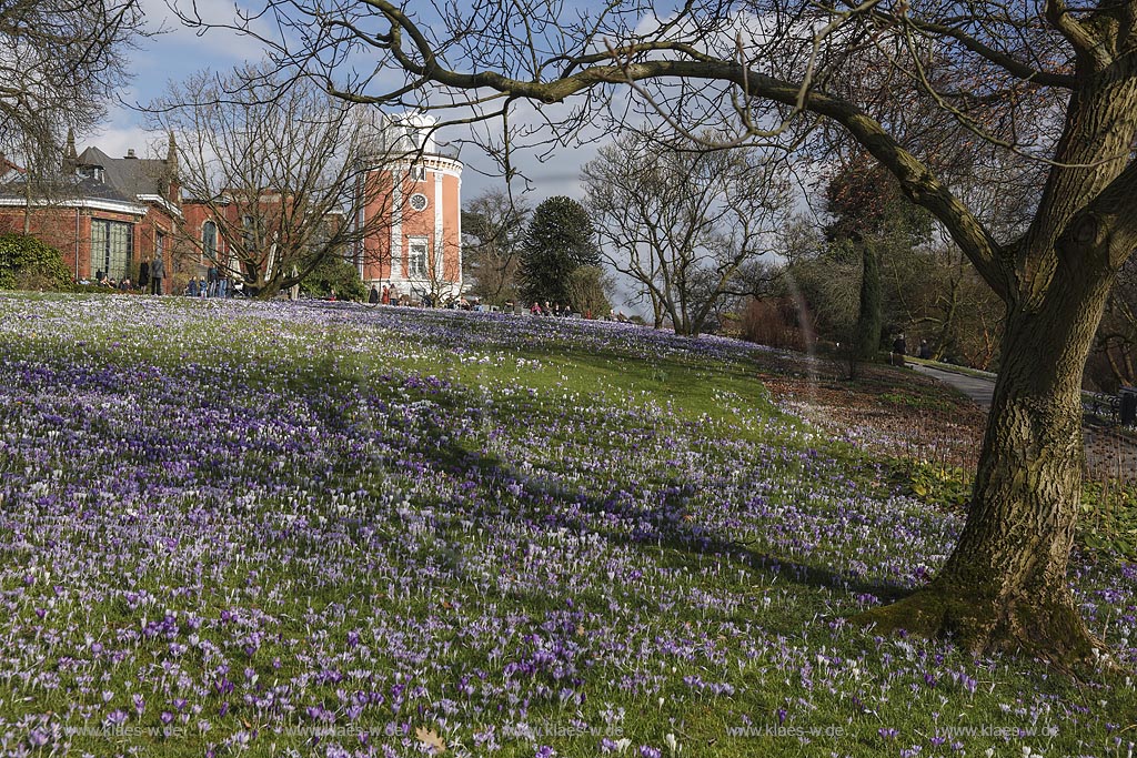 Wuppertal Elberfeld, Hardt-Anlagen, Botanischer Garten, Blick ueber Rasenflaeche mit bluehenden Krokussen mit Elisenturm und Villa Eller; Wuppertal Elberfeld, botanical garden, view  with crocuses in flower, look out Elisenturm and villa Eller.