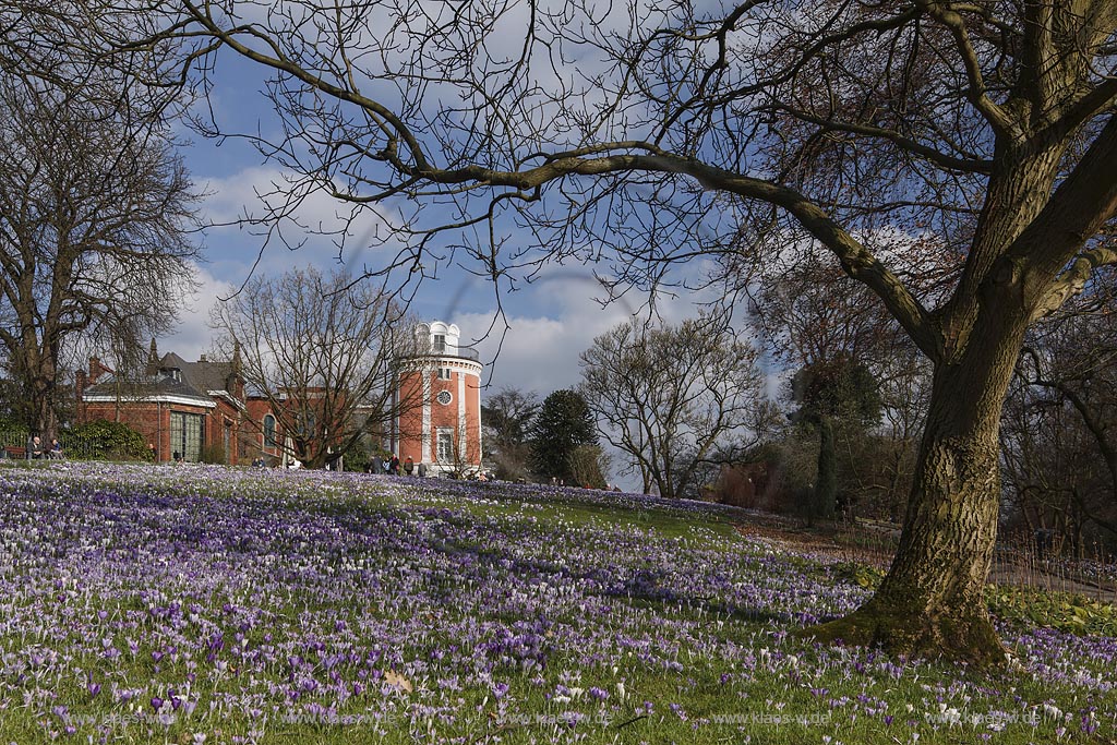 Wuppertal Elberfeld, Hardt-Anlagen, Botanischer Garten, Blick ueber Rasenflaeche mit bluehenden Krokussen mit Elisenturm und Villa Eller; Wuppertal Elberfeld, botanical garden, view  with crocuses in flower, look out Elisenturm and villa Eller.