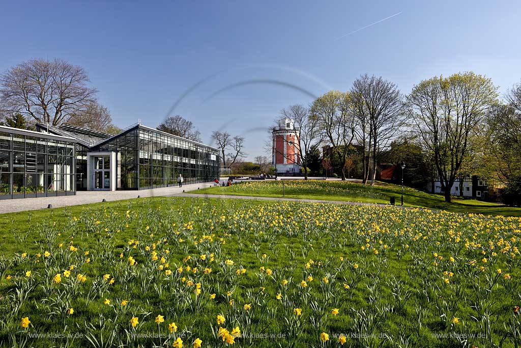 Wuppertal Elberfeld, Hardt,Botanischer Garten, Blick ber Rasenflaeche mit bluehenden Narzissen vor Gewchshaus und Elisenturm, botanical  garden, view over a lawn with bloomer narcissuses in front of a  greenhouse and the Elisen tower