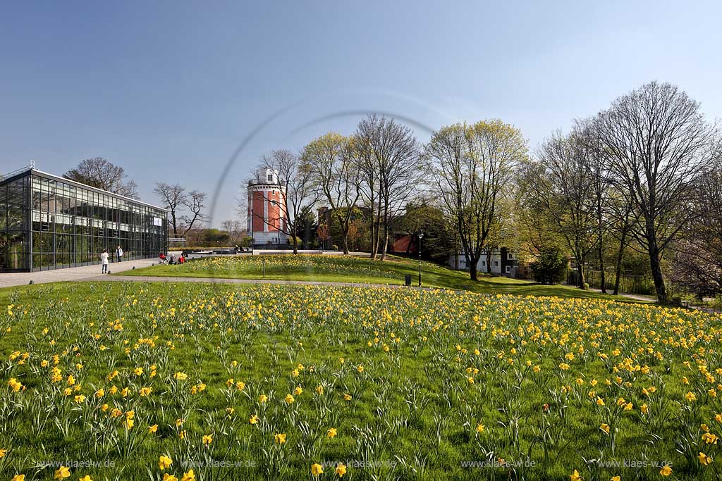 Wuppertal Elberfeld, Hardt,Botanischer Garten, Blick ber Rasenflaeche mit bluehenden Narzissen vor Gewchshaus und Elisenturm, botanical  garden, view over a lawn with bloomer narcissuses in front of a  greenhouse and the Elisen tower