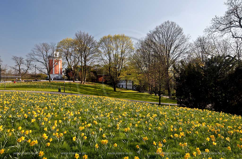 Wuppertal Elberfeld, Hardt, Botanischer Garten, Blick ber Rasenflaeche mit bluehenden Narzissen vor  Elisenturm; botanical  garden, view over a lawn with bloomer narcissuses in front of the Elisen tower
