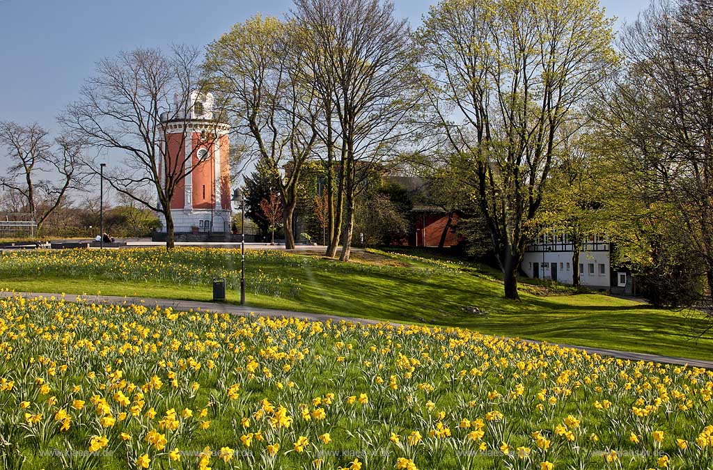Wuppertal Elberfeld, Hardt, Botanischer Garten, Blick ber Rasenflaeche mit bluehenden Narzissen vor  Elisenturm; botanical  garden, view over a lawn with bloomer narcissuses in front of the Elisen tower