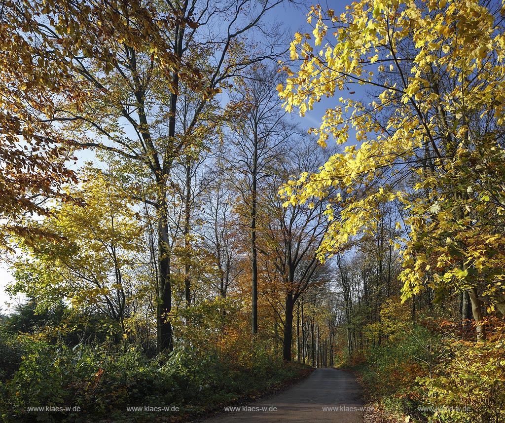 Wuppertal Elberfeld, Herbststimmung auf der Koenigshoehe; Wuppertal Elberfeld, autumn mood at the Koenigshoehe.