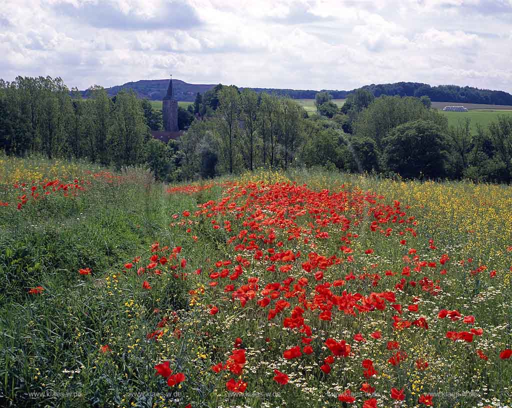 Vohwinkel, Wuppertal, Blick auf Schoeller, Schller Blumenwiese, Mohnblumen, Landschaft und Kirche