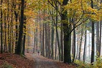 Solingen, Herbstimpression an der Sengbachtalsperre mit Rundwanderweg, herbstlich verfaerbter Laubwald; Solingen atmospheric landscape with hiking path, autum coloured trees