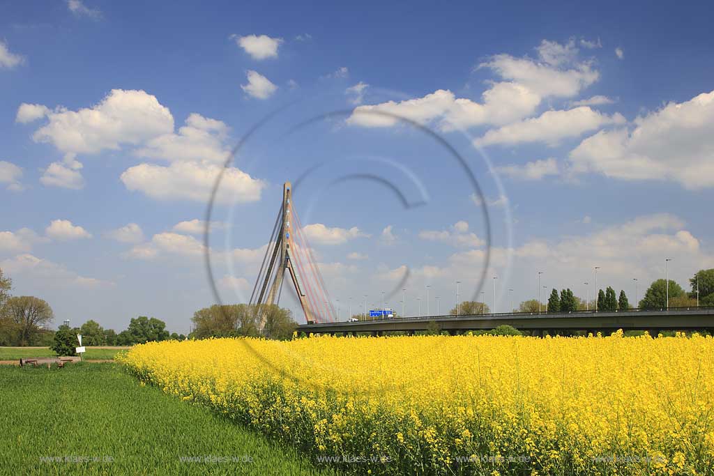 Neuss, Dsseldorf, Duesseldorf, Niederrhein, Bergisches Land, Blick ber, ueber Rapsfeld auf Fleher Brcke, Bruecke, Schrgseilbrcke, Schraegseilbruecke in Fruehlingsstimmung, Frhlingsstimmung