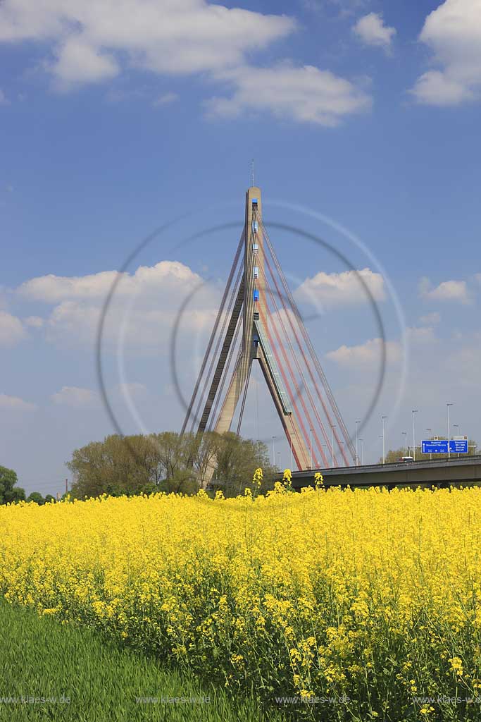 Neuss, Dsseldorf, Duesseldorf, Niederrhein, Bergisches Land, Blick ber, ueber Rapsfeld auf Fleher Brcke, Bruecke, Schrgseilbrcke, Schraegseilbruecke in Fruehlingsstimmung, Frhlingsstimmung