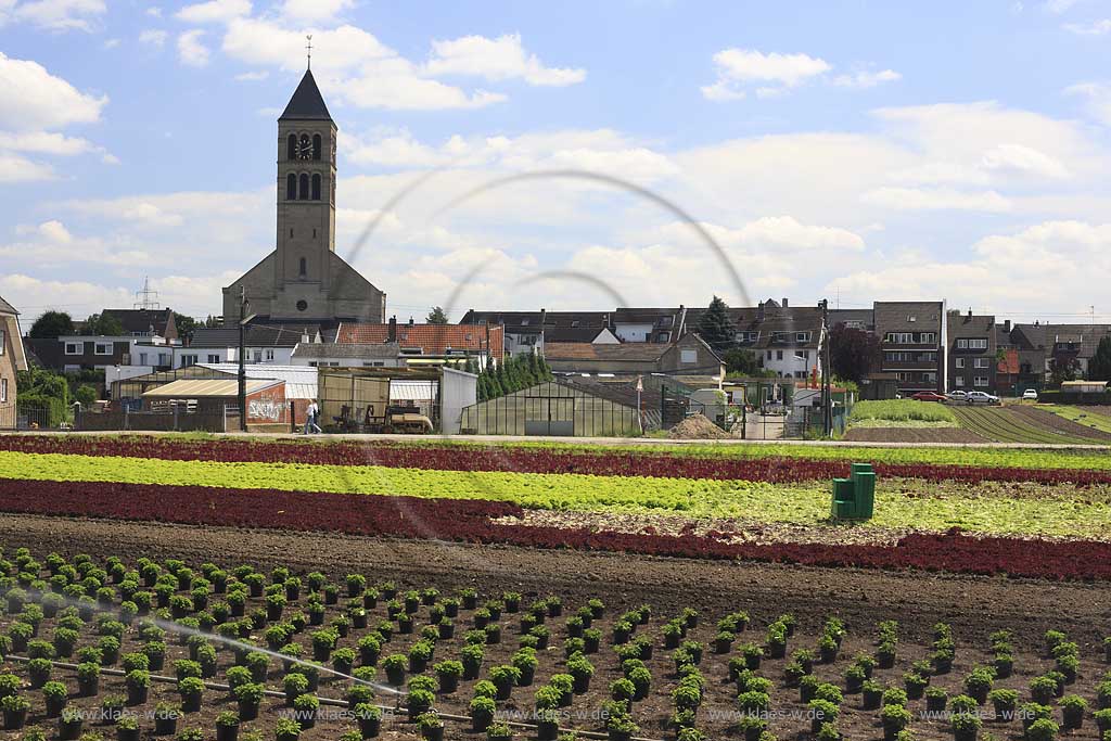 Blick auf Kohlfelder, Acker mit Landwirtschaft in Dsseldorf, Duesseldorf-Hamm mit Sicht auf Ort und Kirche