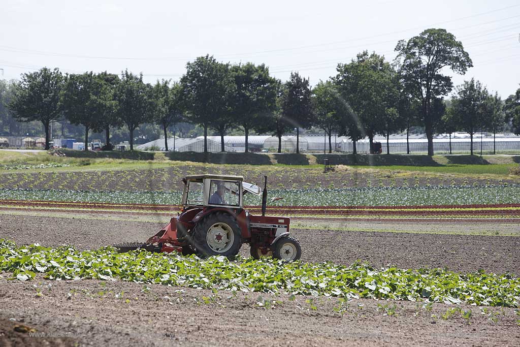 Blick auf Landwirt im Trekker, Traktor beim pfluegen von Kohlfeldern, Acker in Dsseldorf, Duesseldorf-Hamm