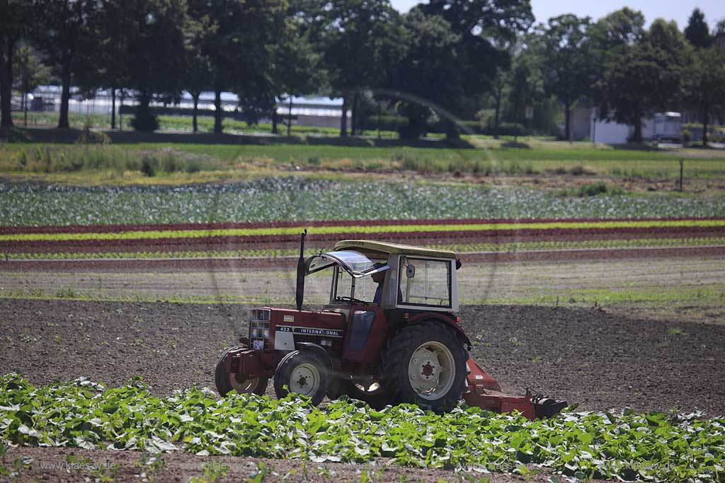 Blick auf Landwirt im Trekker, Traktor beim pfluegen von Kohlfeldern, Acker in Dsseldorf, Duesseldorf-Hamm