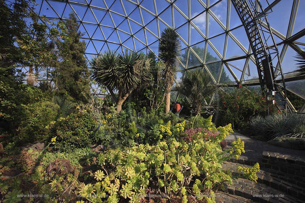 Wersten, Dsseldorf, Duesseldorf, Blick in Gewaechshaus, Gewchshaus des Botanischen Garten der Heinrich Heine Universitaet mit Glaskuppel