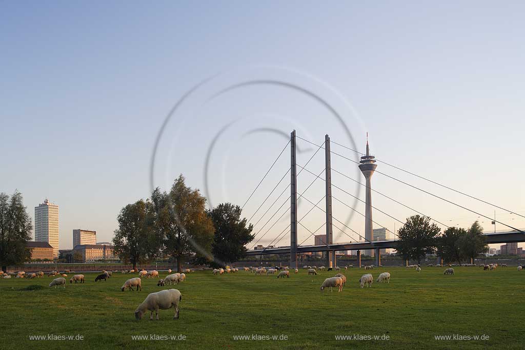 Dsseldorf, Oberkassel, Rheinwiese, Rheinkniebcke, Rheinkniebruecke, Fernsehturm, Rheinturm, Schafherde, Abendstimmung